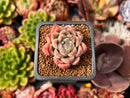Echeveria 'Panda' 1" Succulent Plant
