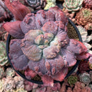 Echeveria 'Linguas' 4"-5" Selected Clone Succulent Plant