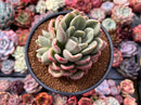 Echeveria 'Rose Bay' 4" Succulent Plant