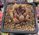 Echeveria Agavoides 'Vampire' 1" Succulent Plant