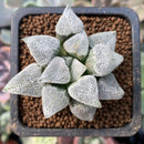 Haworthia Pygmaea 'Snow Ball' 1"-2" Succulent Plant