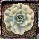 Echeveria Runyonii Variegated (Aka Echeveria 'Akaihosi' Variegated) 3" Succulent Plant