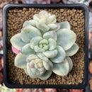 Sedum 'Clavatum' Variegated 3" Succulent Plant