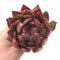Echeveria Agavoides ‘Frank Reinalt’ Super Clone 5” Rare Succulent Plant