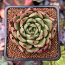 Echeveria Agavoides 'Reon' 2" Succulent Plant