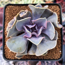 Echeveria 'Valkyrie' 3" Succulent Plant