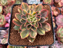 Echeveria 'Bob Jolly' Variegated 3"-4" Cutting Succulent Plant