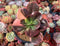 Echeveria 'Primadonna' Variegated 4"-5" Succulent Plant