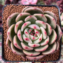 Echeveria 'Monroe Chanel' 3" Succulent Plant
