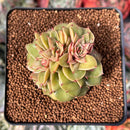 Echeveria 'Mini Nouvella' 2" Succulent Plant