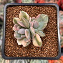 Pachyveria 'Pachyphytoides' Variegated 2" Succulent Plant