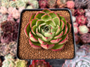 Echeveria 'Marshmallow' 3" Succulent Plant