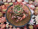 Echeveria sp. 4"-5" Succulent Plant