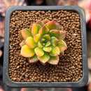 Echeveria 'Green Emerald' Variegated 1” Small Succulent Plant