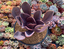 Pachyveria 'Mrytilla' 5" Cutting Succulent Plant