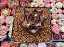 Echeveria Agavoides 'Ebony' Superclone 2" Succulent Plant