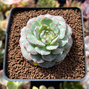 Echeveria 'Charles Rose' 2" Succulent Plant
