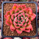 Echeveria Agavoides 'Happy' 2" Succulent Plant