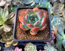 Echeveria 'Starmark' 2" Succulent Plant
