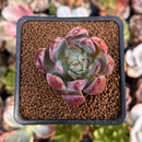 Echeveria 'McZarpo' 1" New Hybrid Succulent Plant