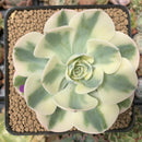 Echeveria 'Compton Carousel' 3" Succulent Plant