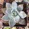 Echeveria 'Trumso' 2" Succulent Plant