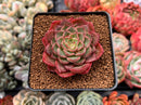 Echeveria 'Melanie' 2" Succulent Plant