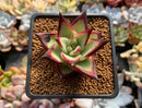 Echeveria Agavoides 'Jelly Cassiopeia' 2" Succulent Plant
