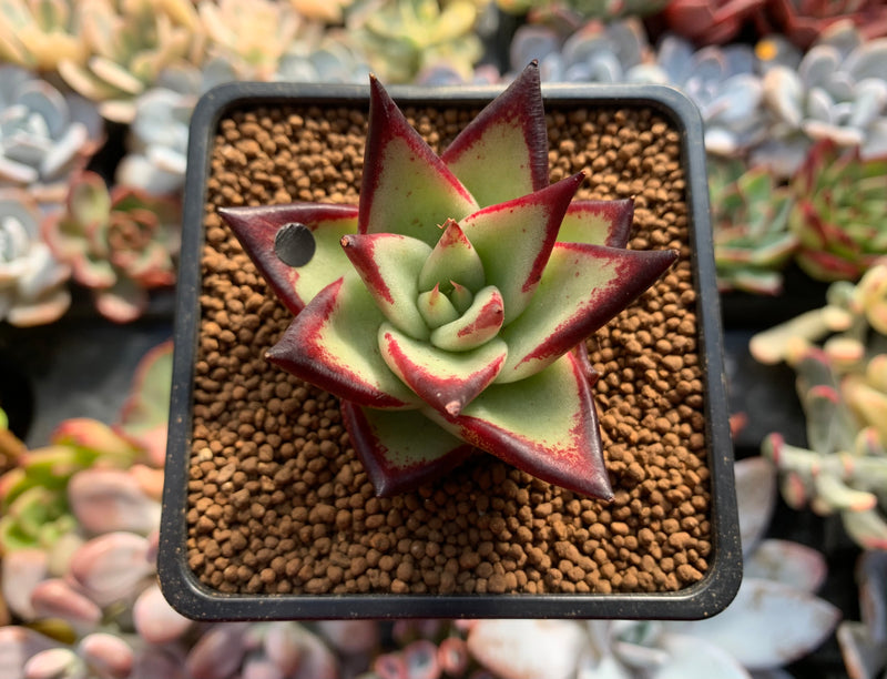 Echeveria Agavoides 'Jelly Cassiopeia' 2" Succulent Plant