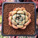 Echeveria sp. 1" Succulent Plant