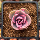 Echeveria 'Rainbow' Variegated 1" Succulent Plant