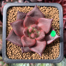 Echeveria Agavoides 'Red Ebony' 1" Succulent Plant