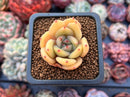 Echeveria 'Nunu' 1" Small Succulent Plant