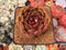 Echeveria Agavoides 'Serie' Black Rose Hybrid 3" New Hybrid Succulent Plant