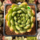 Echeveria Agavoides sp. 2" Succulent Plant