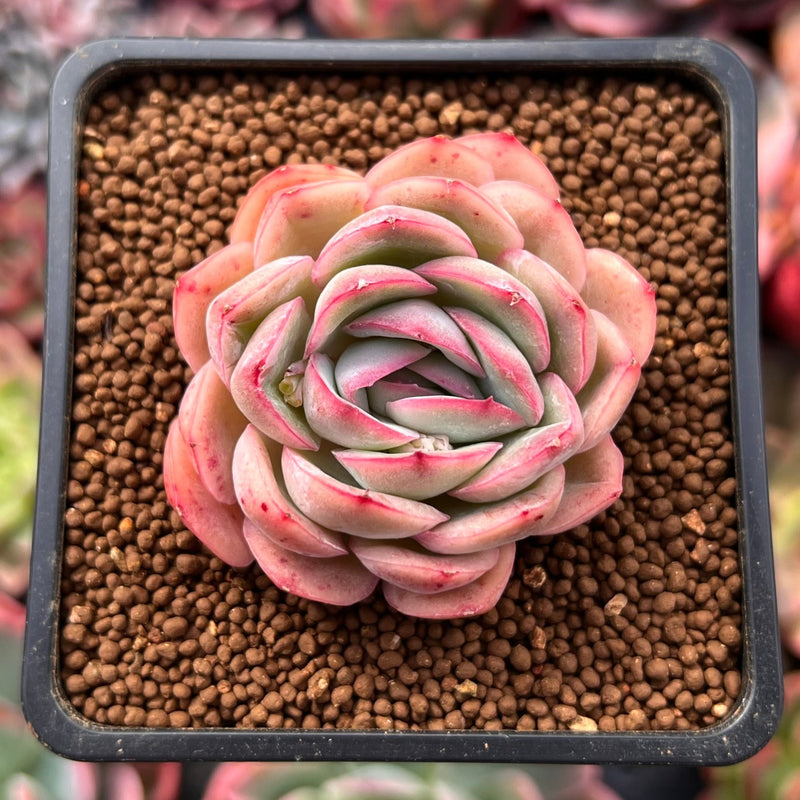 strawberry ice succulents Echeveria 'Strawberry Ice' 1" Succulent Plant
