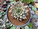 Echeveria sp. Hybrid 6" Large Succulent Plant
