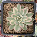 Echeveria 'Mebina' Variegated 2" Succulent Plant