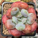 Echeveria 'Hearts Delight' 2" Succulent Plant