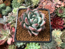 Echeveria 'Matilda' 1" New Hybrid Succulent Plant