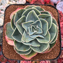 Echeveria 'Esmerelda' 5" Large Succulent Plant