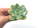 Echeveria 'Chloe' 3" Succulent Plant