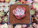 Echeveria 'Ivory' 1" Powdery Succulent Plant