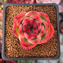 Echeveria Agavoides 'Rose Garnet' 2" Succulent Plant