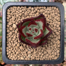 Echeveria Agavoides 'Casio' 1" Succulent Plant