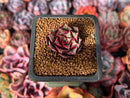 Echeveria 'Longissima' 1" Small Succulent Plant