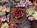 Echeveria Agavoides sp. 1" Succulent Plant