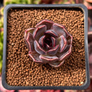 Echeveria 'Fushike' 1" Succulent Plant