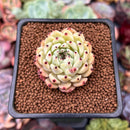 Echeveria 'Zaragoza' 1" Succulent Plant