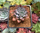 Echeveria 'Sugar Jelly' 1"-2" Succulent Plant